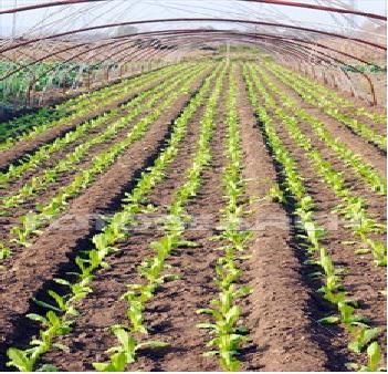 Organic farming of strawberries